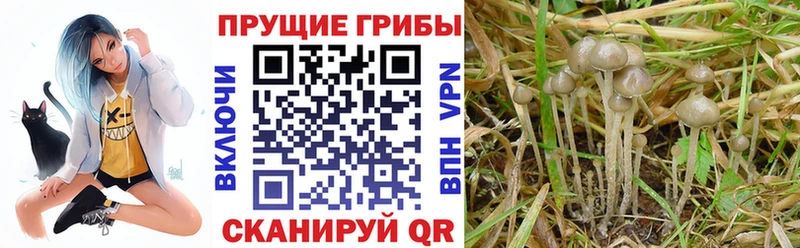 продажа наркотиков Суоярви OMG ссылка Галлюциногенные грибы прущие грибы